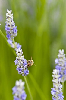 Culinary Prints: USA, WA. Cultivated worldwide lavender is used for cosmetic