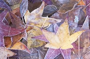 USA, WA, Frost on Autumn Leaves