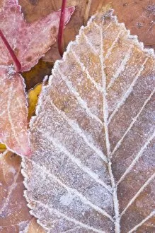 USA, WA, Frost on Paper Birch Leaf (Betula papyrifera)
