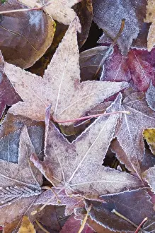 Images Dated 21st November 2007: USA, WA, Frost on Sweet Gum Leaves (Liquidambar styraciflua)