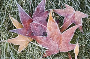 Frosted Prints: USA, WA, Frost on Sweet Gum Leaves (Liquidambar styraciflua)
