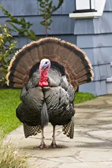 USA, WA, La Conner. Wild turkeys (Meleagris gallopavo) have established in the town