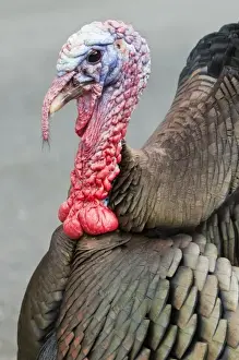 Images Dated 7th April 2008: USA, WA, La Conner. Wild turkeys (Meleagris gallopavo) have established in the town