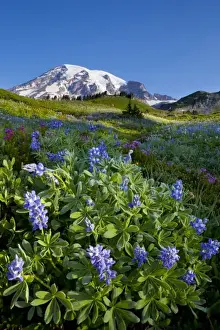 Sub Alpine Prints: USA, WA, Mt. Rainier National Morning frost on Lupine (Lupinus latifolius), heather
