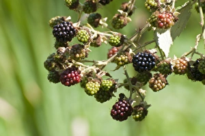 National Prints: USA, WA, Nisqually NWR. Himalayan Blackberries (Rubus armeniacus) are an invasive