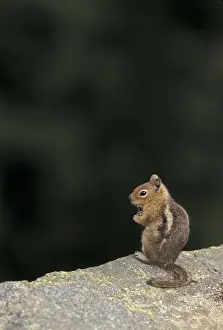 Images Dated 22nd March 2004: USA, WA, North Cascades NP. Golden Mantled Ground Squirrel on rock at cliff edge