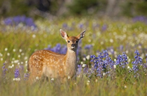 Images Dated 10th August 2011: USA, WA, Olympic National Park. Black-tail fawn (Odocoileus hemionus columbianus)