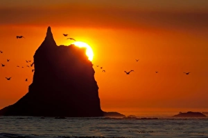 Toleak Point Prints: USA, WA, Olympic National Park. Glaucous-winged gulls fly across the orange sky
