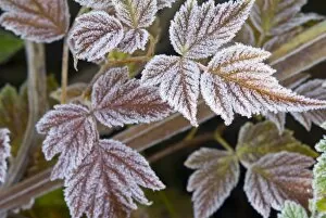 USA, WA, Olympic National Park. Elegant rime frost coats leaves