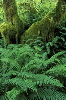 USA, WA, Olympic NP, Hoh Rainforest Sword ferns and moss-covered trunk of bigleaf
