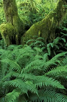 Olympics Prints: USA, WA, Olympic NP, Hoh Rainforest Sword ferns and moss-covered trunk of bigleaf