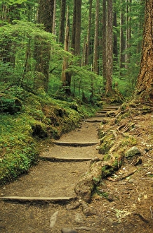 Images Dated 28th January 2004: USA, WA, Olympic NP, Sol Duc Falls area. Sol Duc Falls Trail