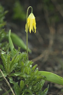 Focus On Foreground Prints: USA, WA, Olypic NP, Glacier Lily