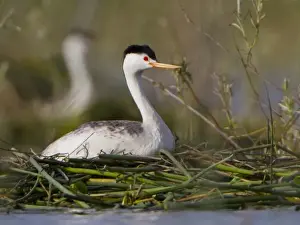 Moses Lake Prints: USA, WA, Potholes Reservoir. Adult Clarks Grebe (Aechmophorus clarkii) on floating nest