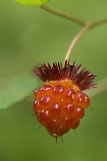 Images Dated 25th June 2007: USA, WA. Prized fruit of native Salmonberry (Rubus spectabilis) is delicacy of summer