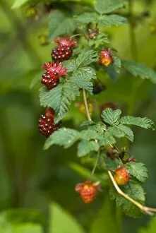 USA, WA. Prized fruit of native Salmonberry (Rubus spectabilis) is delicacy of summer