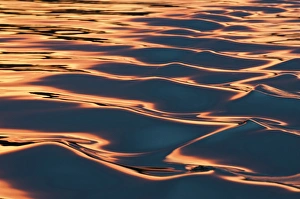 USA, WA, Puget Sound. Sunset reflected off boat wake on calm waters makes artistic