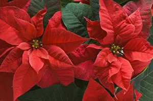 Celebrate Prints: USA, WA, Red Poinsettia Detail (Euphorbia pulcherrima)