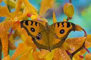 Images Dated 24th November 2006: USA, WA, Sammamish, Tropical Butterfy photograph of Junonia almana the Peacock Pansy