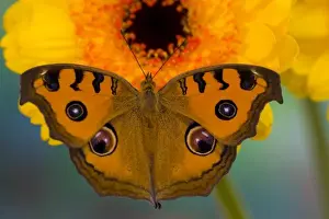 USA, WA, Sammamish, Tropical Butterfy photograph of Junonia almana the Peacock Pansy