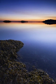 Sea Weed Prints: USA, WA, San Juan Island, Limestone Point Dawn