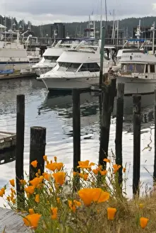 North West Prints: USA, WA, San Juan Islands. Blooming California Poppies in Friday Harbor