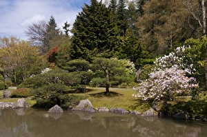 Images Dated 18th April 2012: USA, WA, Seattle. Japanese Gardens part of Washington Park Arboretum managed by City