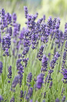 Images Dated 14th July 2009: USA, WA, Sequim, Lavender (Selective Focus)