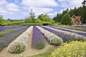 Images Dated 14th July 2009: USA, WA, Sequim, Purple Haze Lavender Farm