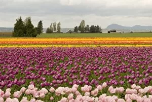 USA, WA, Skagit Valley. Cloudy day Skagit Valley tulip Festival
