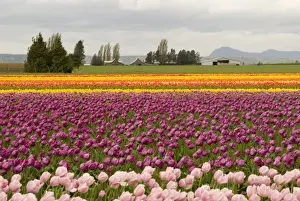 Images Dated 16th April 2007: USA, WA, Skagit Valley. Cloudy day Skagit Valley tulip Festival