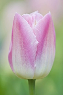 Skagit Prints: USA, WA, Skagit Valley, Pink Tulip