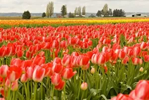 Images Dated 16th April 2007: USA, WA, Skagit Valley. Skagit Valley Tulip Festival. Dramatic color and pattern