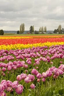 USA, WA, Skagit Valley. Skagit Valley Tulip Festival. Dramatic color and pattern