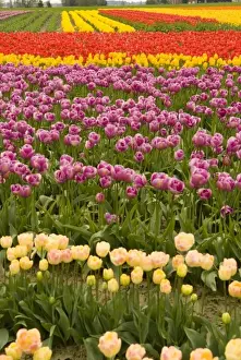 Images Dated 16th April 2007: USA, WA, Skagit Valley. Skagit Valley Tulip Festival. Dramatic color and pattern