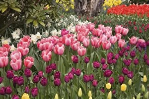 USA, WA, Skagit Valley, tulip and daffodil garden at Tulip Festival