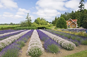 Images Dated 14th July 2009: USA, WA, Squim, Purple Haze Lavendar Farm