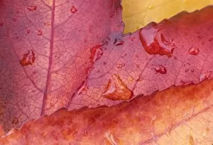 Images Dated 19th November 2007: USA, WA, Sweet Gum Leaf Detail