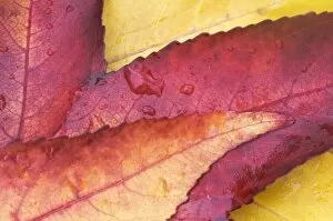 USA, WA, Sweet Gum Leaf Detail