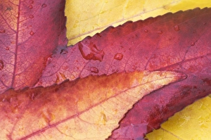 Images Dated 19th November 2007: USA, WA, Sweet Gum Leaf Detail