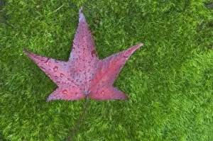 USA, WA, Sweet Gum Leaf on Moss