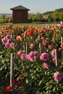 Whidbey Prints: USA, WA, Whidbey Island. Dahlias grow profusely in Whidbeys climate. View beyond