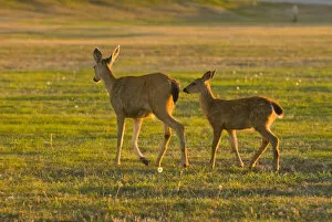 USA, WA, Whidbey Island, Fort Casey State Park. Columbian Black-tailed doe with