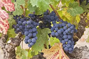 USA, WA, Yakima Valley, Cabernet Franc Grapes (Selective Focus)