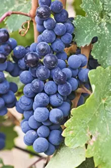 Bunch Prints: USA, WA, Yakima Valley, Cabernet Franc Grapes (Selective Focus)