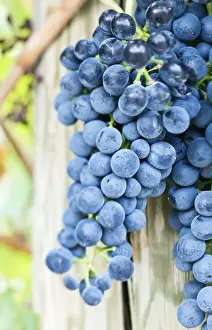 Images Dated 24th September 2008: USA, WA, Yakima Valley, Syrah Grapes (Selective Focus)