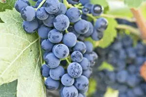 Images Dated 23rd September 2008: USA, WA, Yakima Valley, Syrah Grapes (Selective Focus)