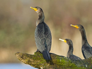 Gary Luhm Prints: USA, Wahsington State. Double-crested Cormorants (Phalacrocorax auritus) roost