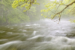 USA, Washingon, Cascade Mountains. Cascading water in Beckler River
