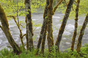 Images Dated 2nd June 2012: USA, Washingon, Cascade Mountains